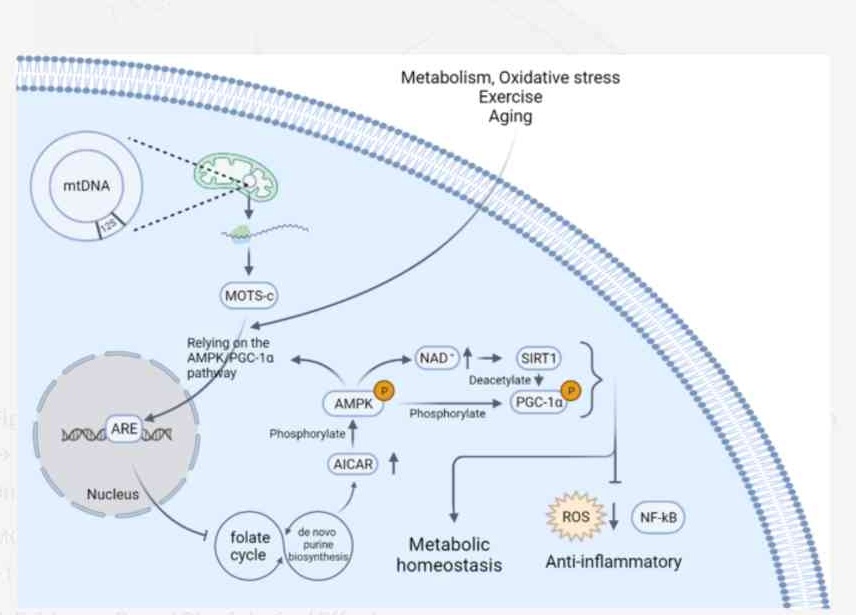 MOTS-c retrograde signaling pathway from mtDNA to nucleus via AMPK