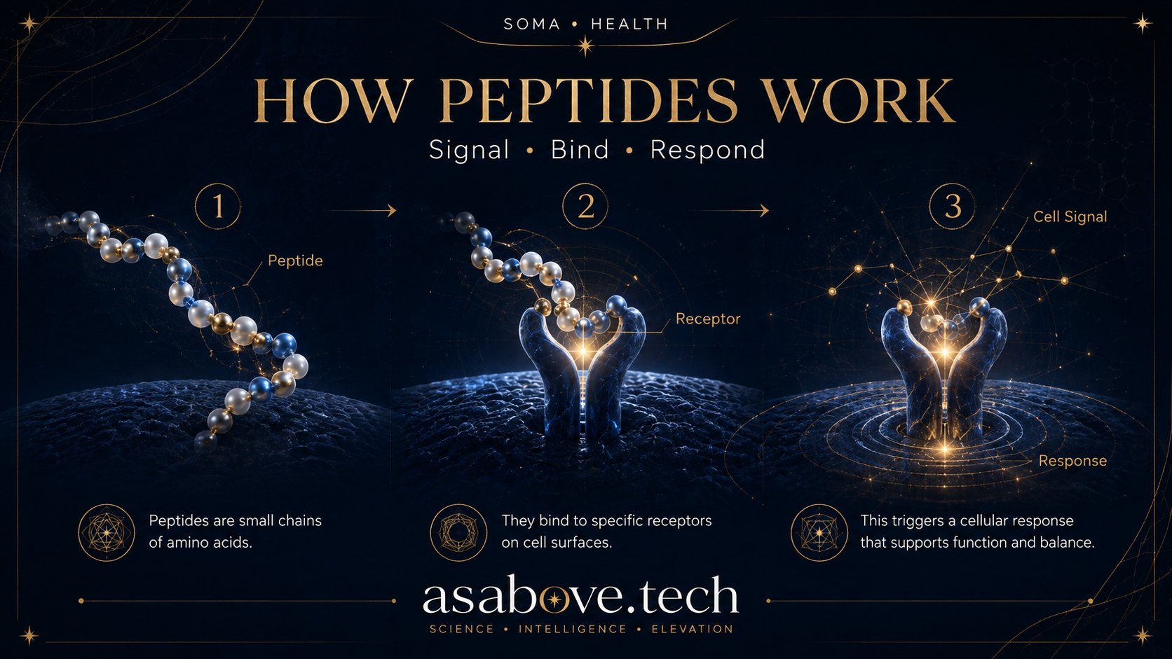 How peptides work: a peptide binds a receptor, which triggers a cell signal and a downstream response
